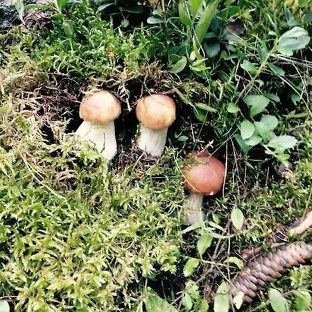 Апартаменты Ampio Giardino Adiacente Piste Sci *